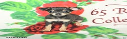 Chihuahua dogs for sale: Scott - Ad 2