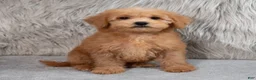 Mini Goldendoodle dogs for sale: Hank ID: 3860 - Ad 8