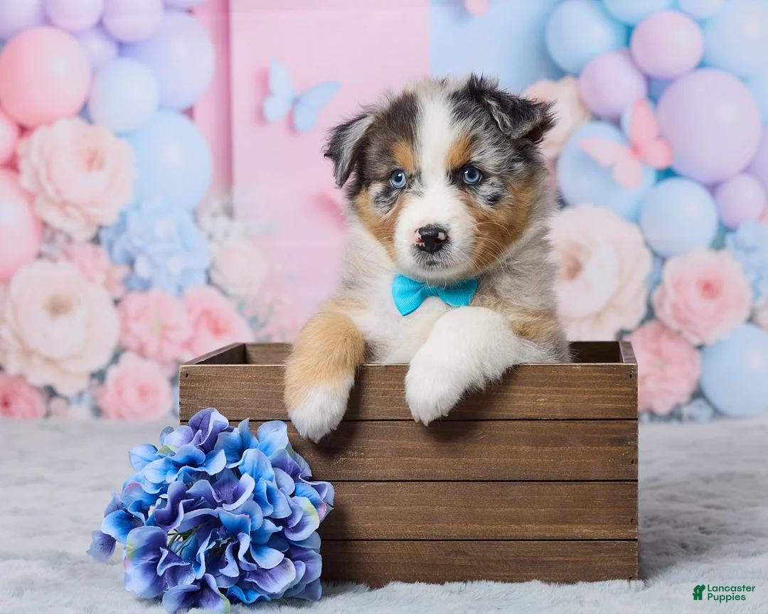 Australian Shepherd dogs for sale: Charlie - Ad 1