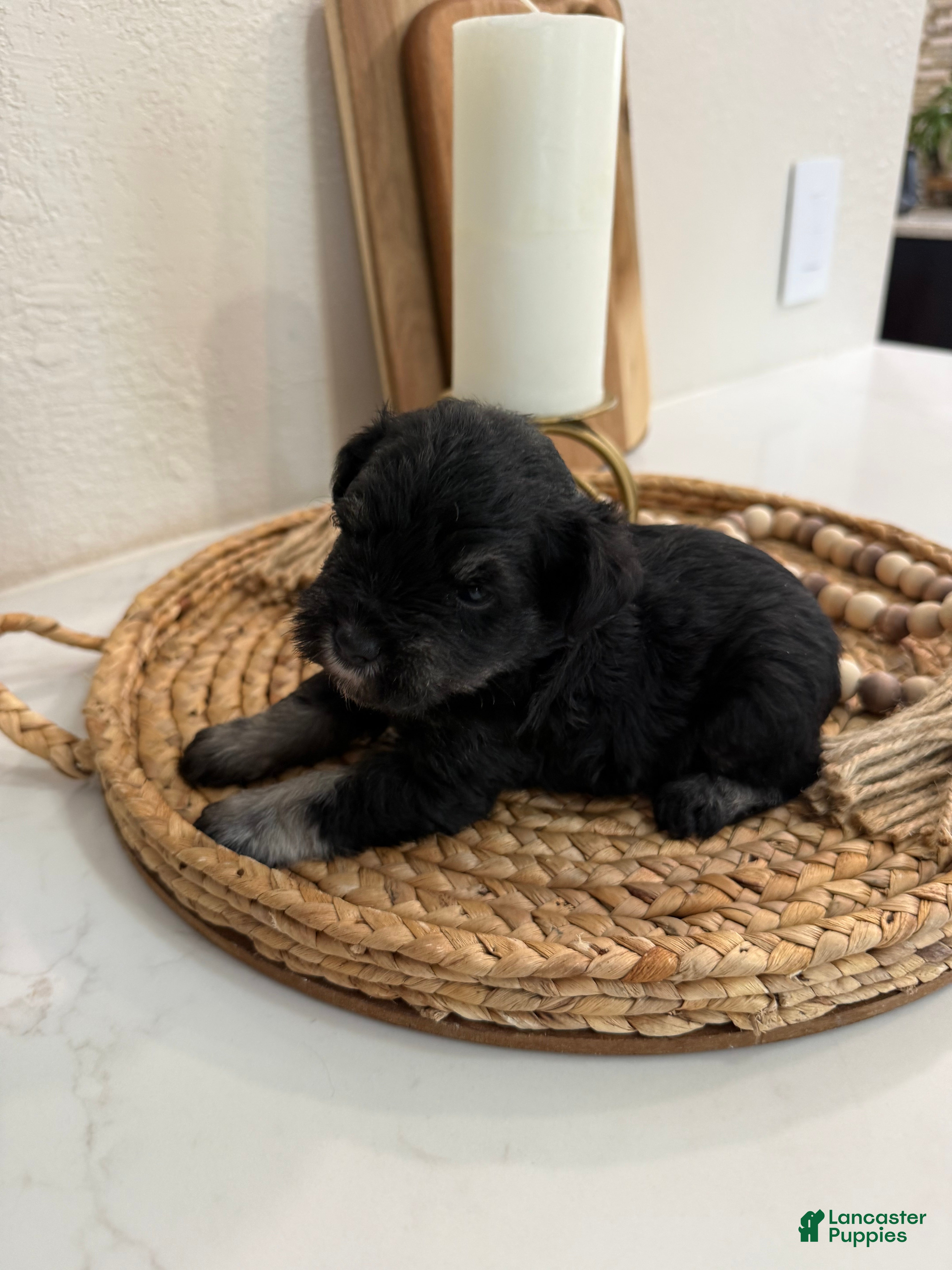 Miniature Schnauzer dogs Fig - Ad 24