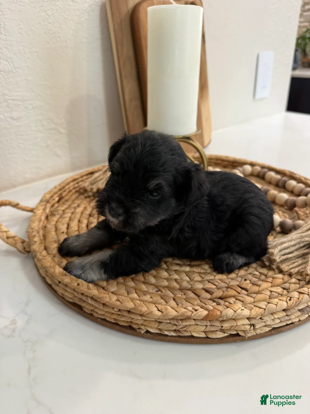 Miniature Schnauzer dogs for sale: Fig - Ad 1