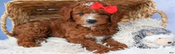 Cavapoo dogs for sale: TUCKER - Ad 8