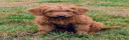 Miniature Labradoodle dogs for sale: Sammi - Ad 4