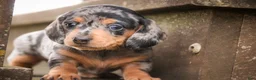 Miniature Dachshund dogs for sale: LuLu - Ad 5