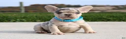 French Bulldog dogs for sale: Rocco - Ad 6