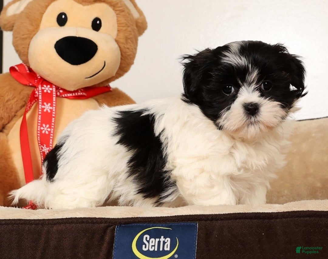 Malshi dogs for sale: Mia - Ad 3