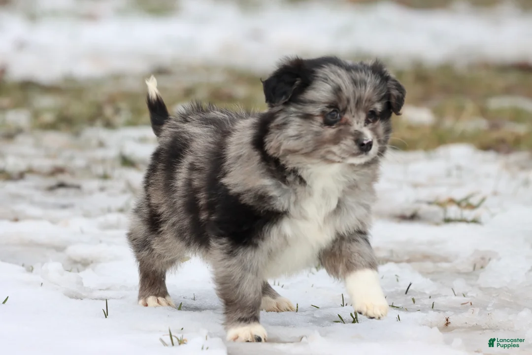 Mixed Breed dogs for sale: Blueberry Pancakes - Ad 3