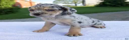 Beabull dogs for sale: Kim - Ad 6