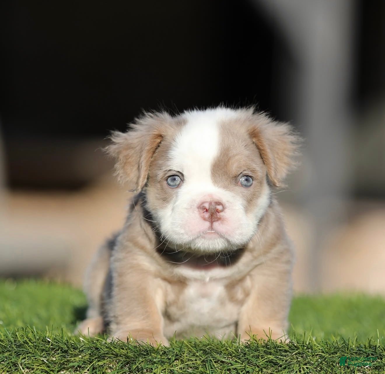 English Bulldog dogs English Bulldog Puppy 2 - Ad 1