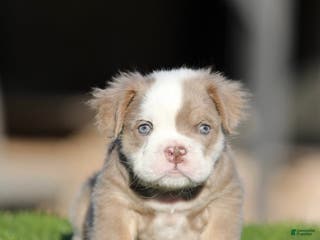 English Bulldog dogs English Bulldog Puppy 2 - Ad 1