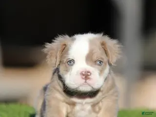 English Bulldog dogs English Bulldog Puppy 2 - Ad 6