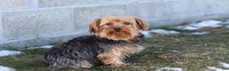 Yorkshire Terrier dogs for sale: Stella - Ad 8