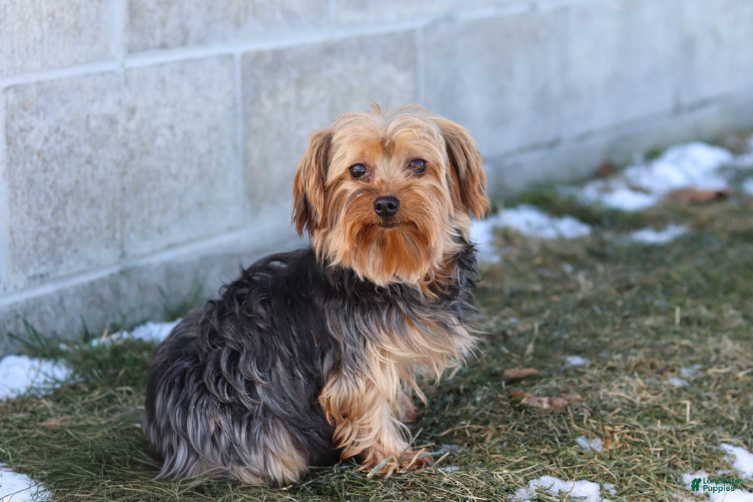 Yorkshire Terrier dogs for sale: Stella - Ad 8