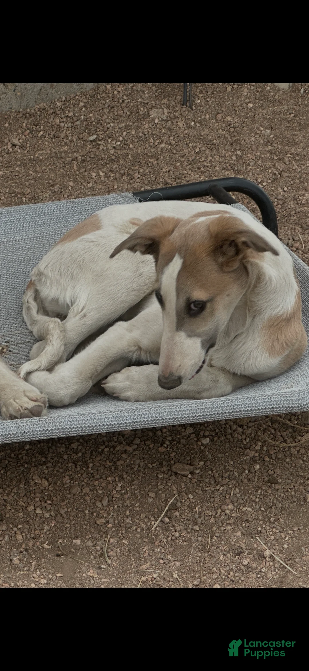 Mixed Breed dogs for sale: Annie - Ad 1
