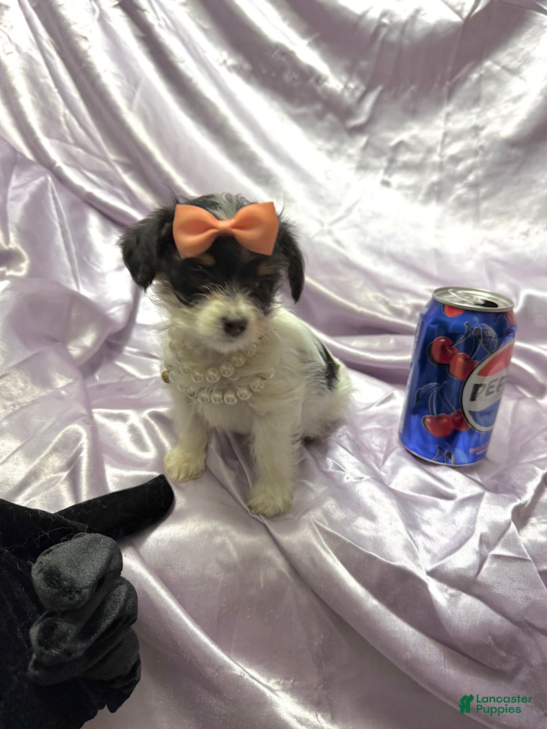 Yorkshire Terrier dogs for sale: Alfredo - Ad 9