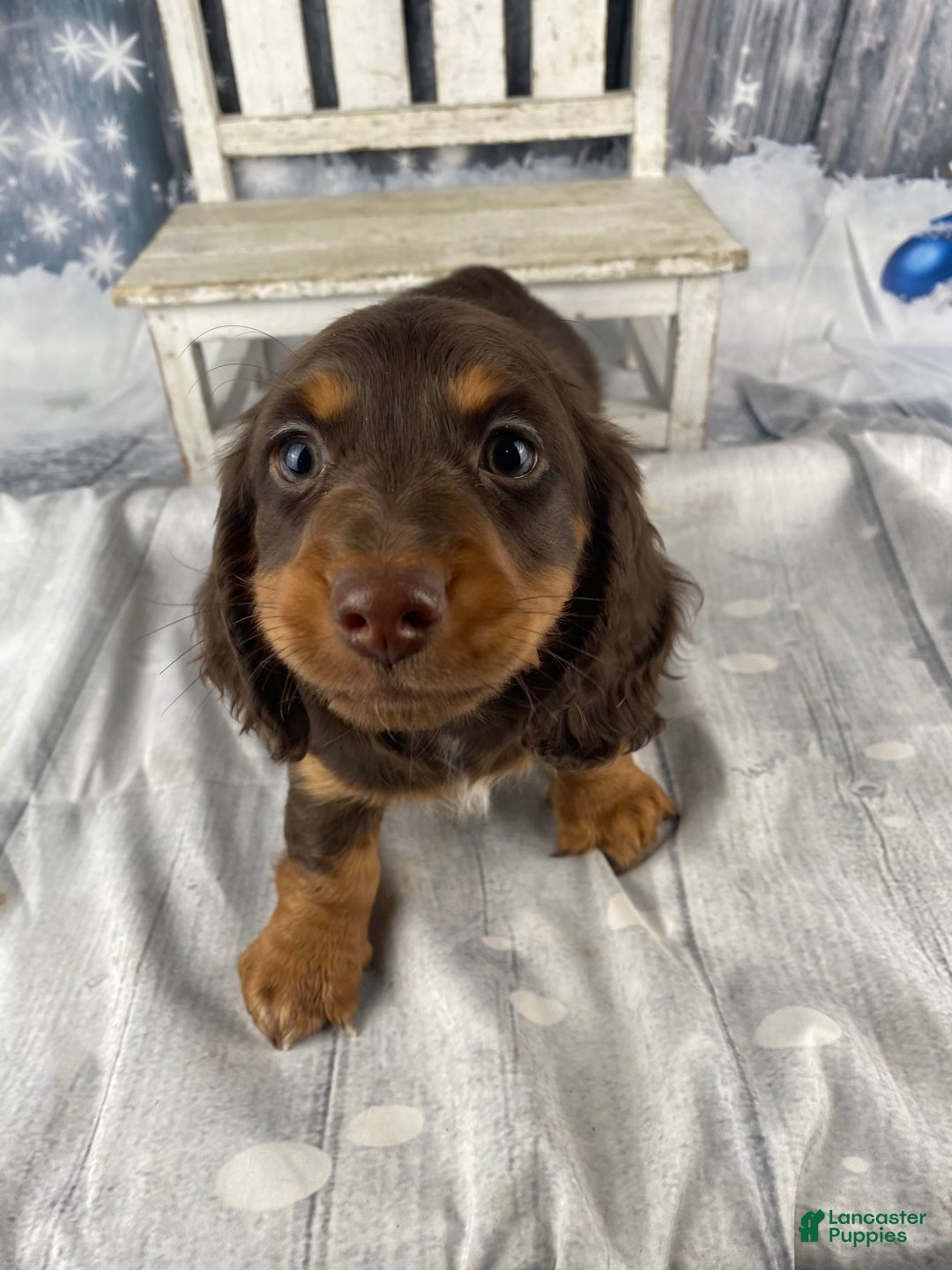 Miniature Dachshund dogs for sale: Toby - Ad 5
