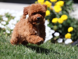 Toy Poodle dogs - Ad 29