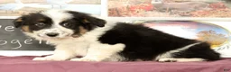 Mixed Breed dogs for sale: Twila - Ad 3