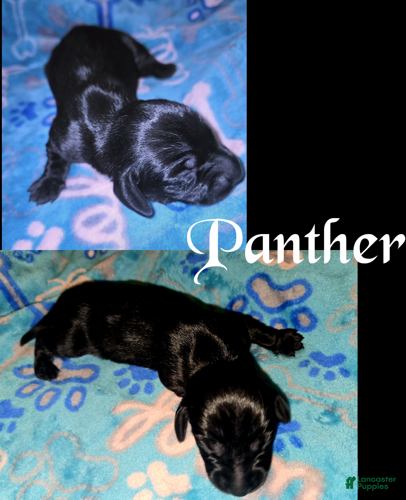 Miniature Dachshund dogs for sale: Panther - Ad 1