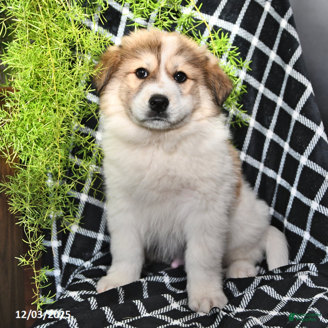 Great Pyrenees dogs for sale: Ashton - Ad 3