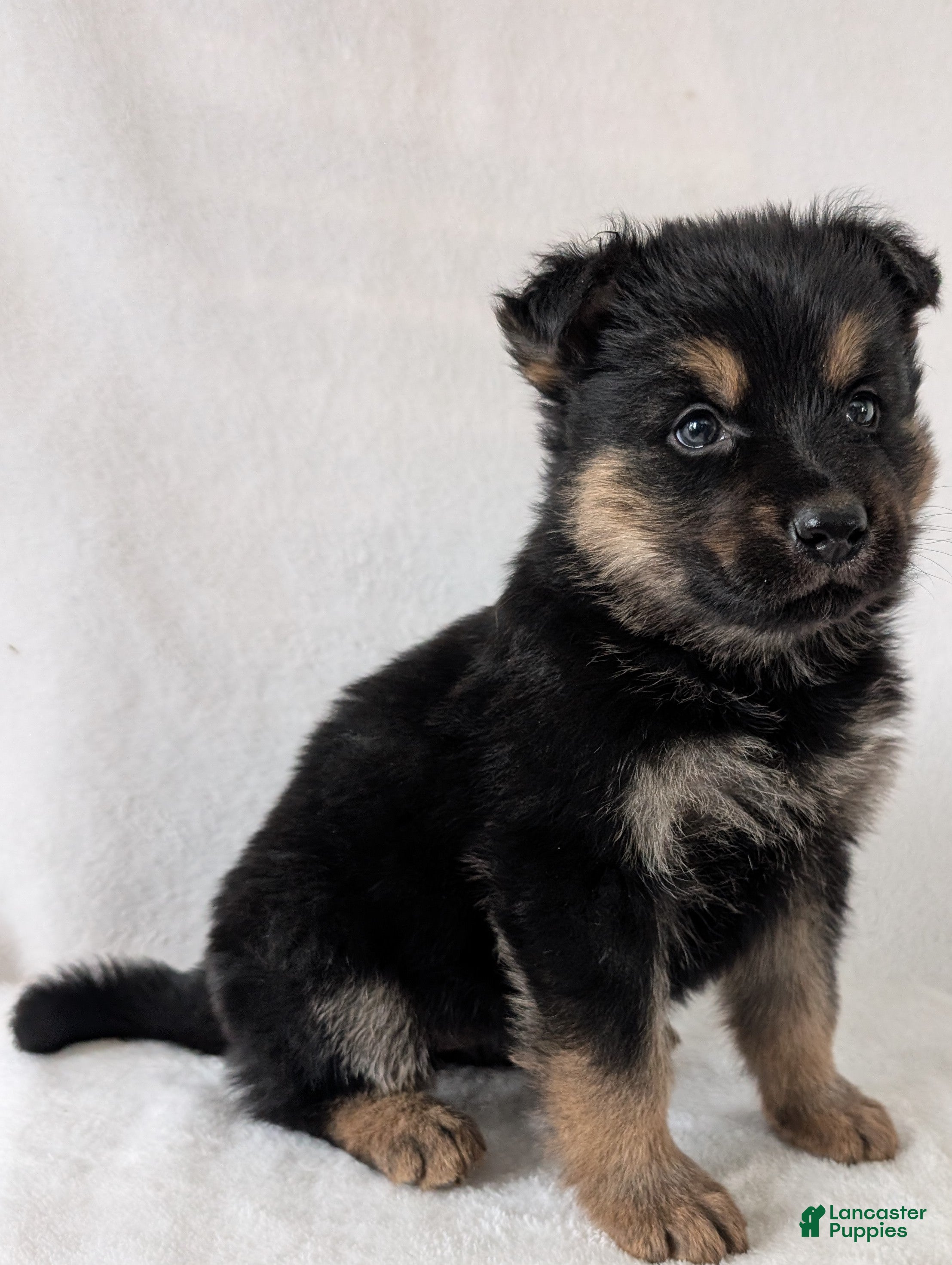 German Shepherd dogs Katy  - Ad 2