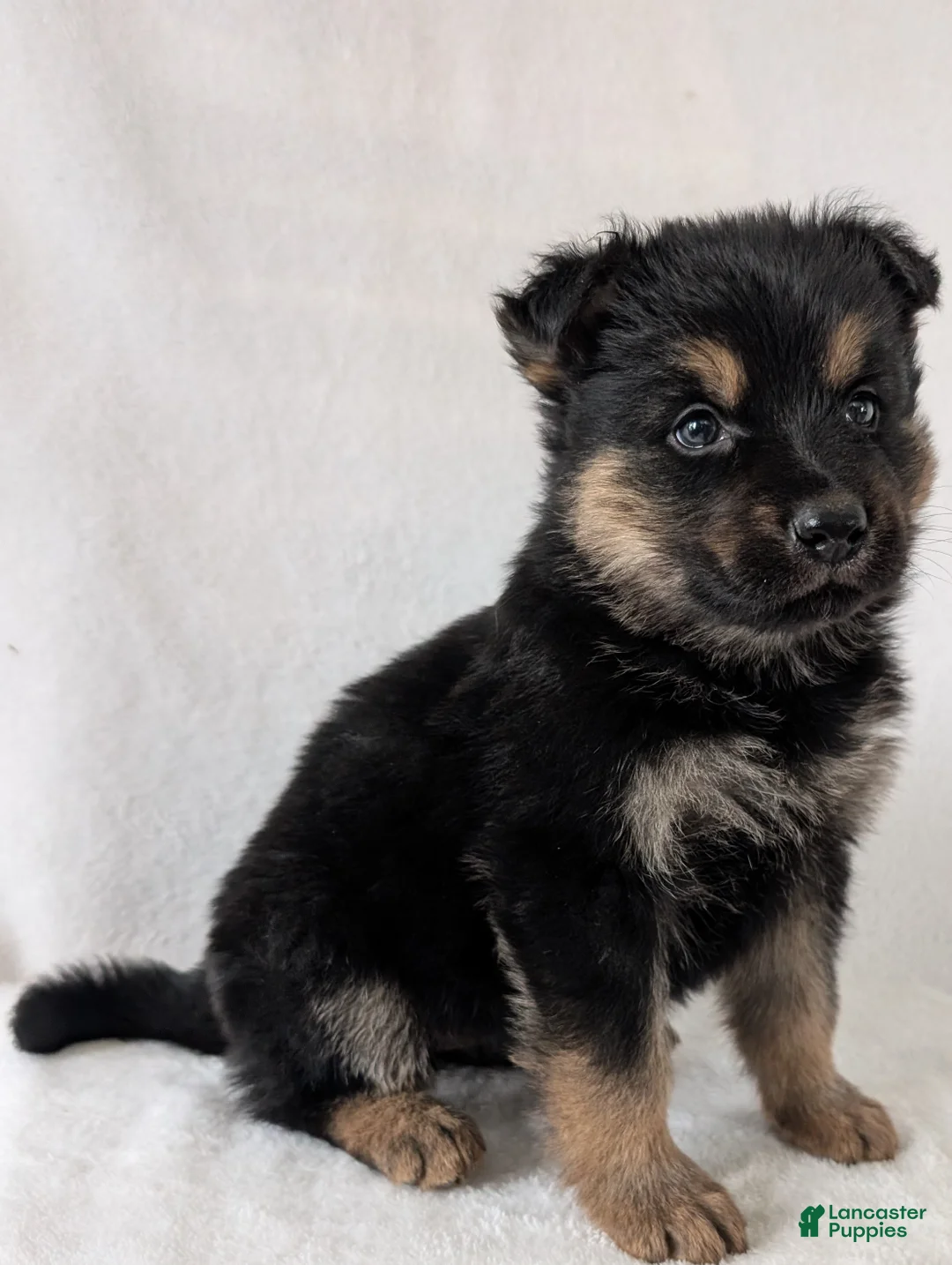 German Shepherd dogs for sale: Katy  - Ad 2