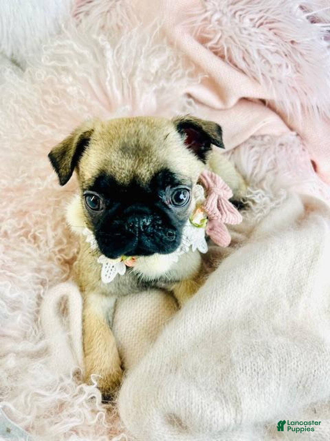 Pug dogs for sale: Pug Puppy 1 - Ad 4