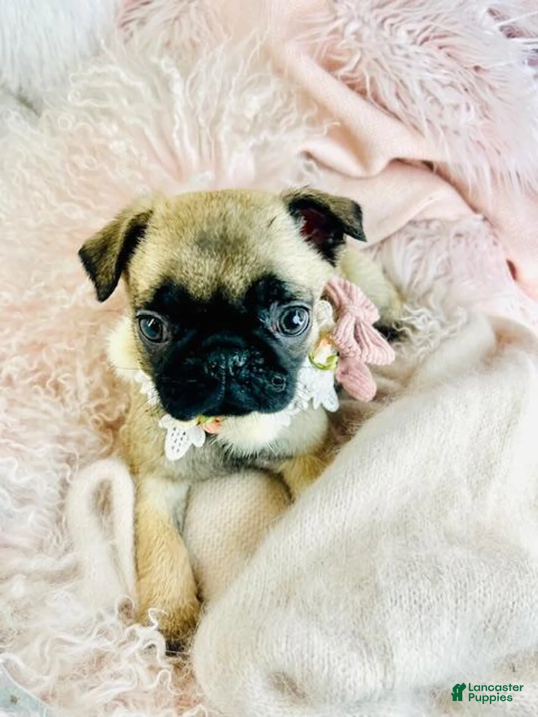 Pug dogs for sale: Pug Puppy 1 - Ad 4