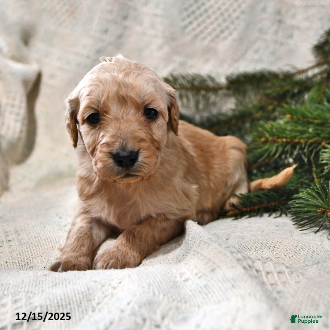 Goldendoodle dogs for sale: Holly - Ad 2