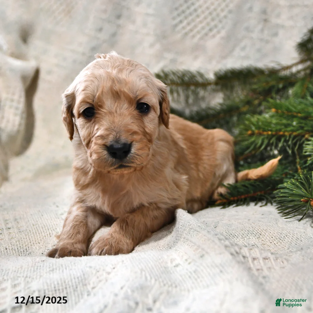 Goldendoodle dogs for sale: Holly - Ad 13