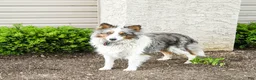 Shetland Sheepdog dogs for sale: Ken  - Ad 11