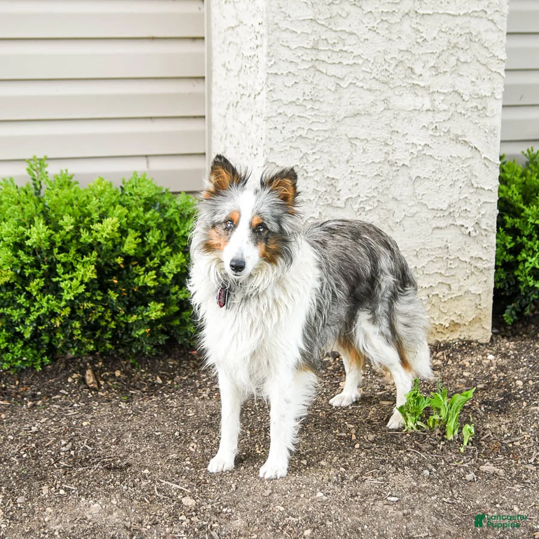 Shetland Sheepdog dogs for sale: Ken  - Ad 11