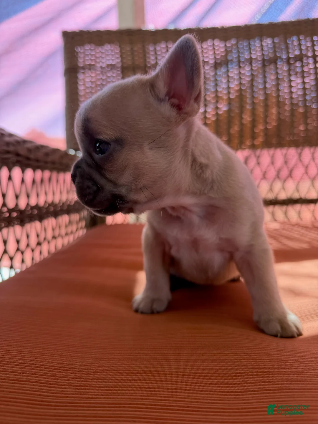 French Bulldog dogs for sale: Peach - Ad 2