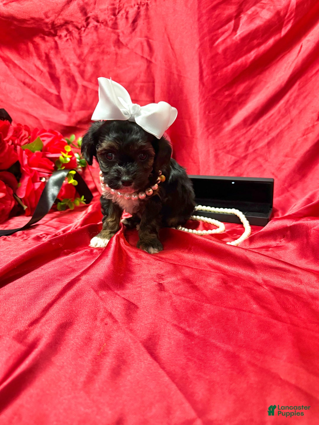 Yorkiepoo dogs for sale: York - Ad 10