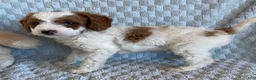 Cavapoo dogs for sale: Custard - Ad 3