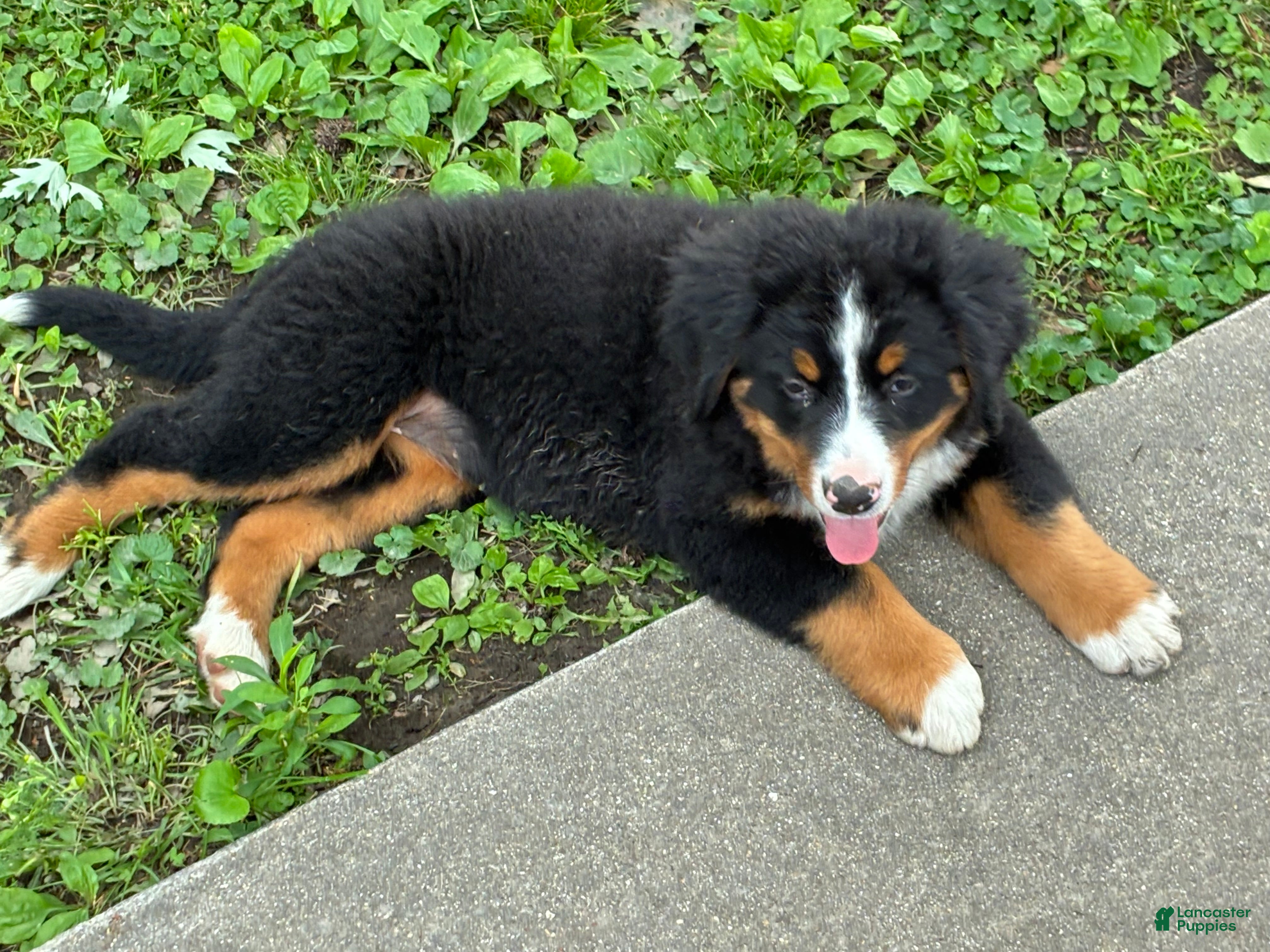 Bernese Mountain Dog dogs Bernese Mountain Dog Puppy 2 - Ad 1