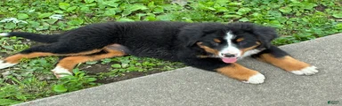 Bernese Mountain Dog Puppy 2