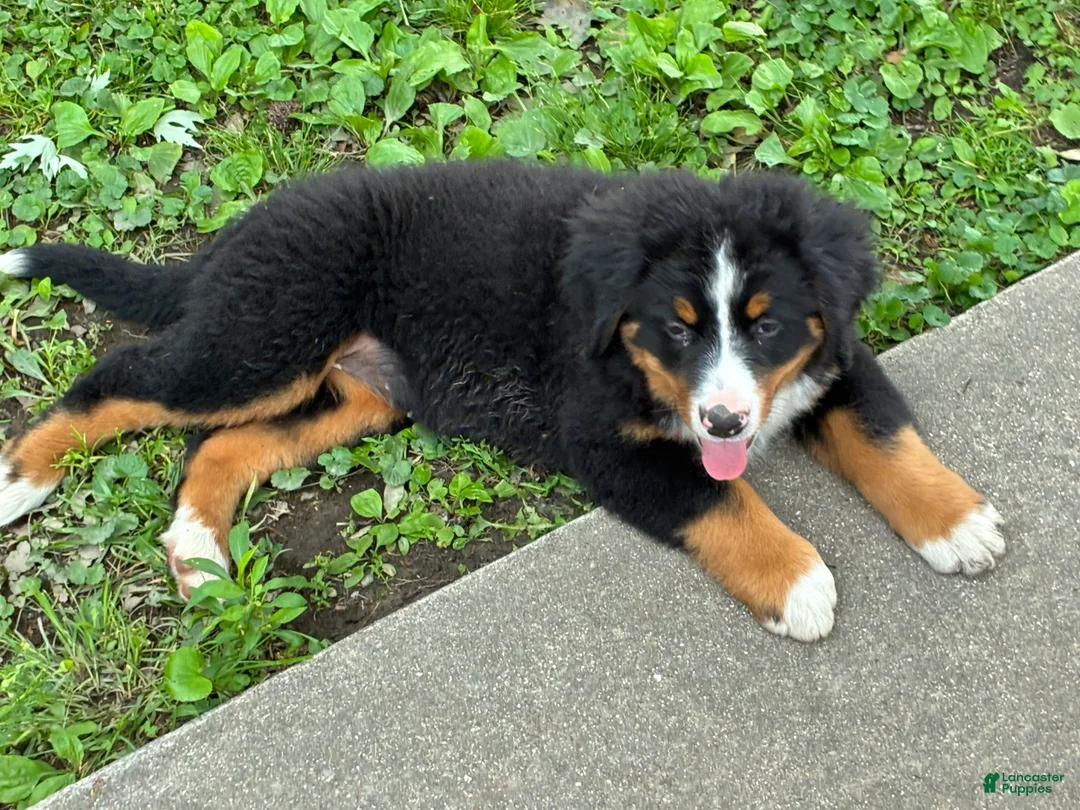 Bernese Mountain Dog dogs for sale: Bernese Mountain Dog Puppy 2 - Ad 1