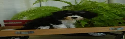 Cavachon dogs for sale: Mike - Ad 5