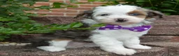 Mini Aussiedoodle dogs for sale: Mini Aspen - Ad 16