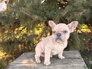 French Bulldog dogs Fiona - Ad 29