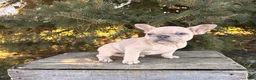 French Bulldog dogs for sale: Fiona - Ad 1