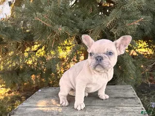 French Bulldog dogs Fiona - Ad 23