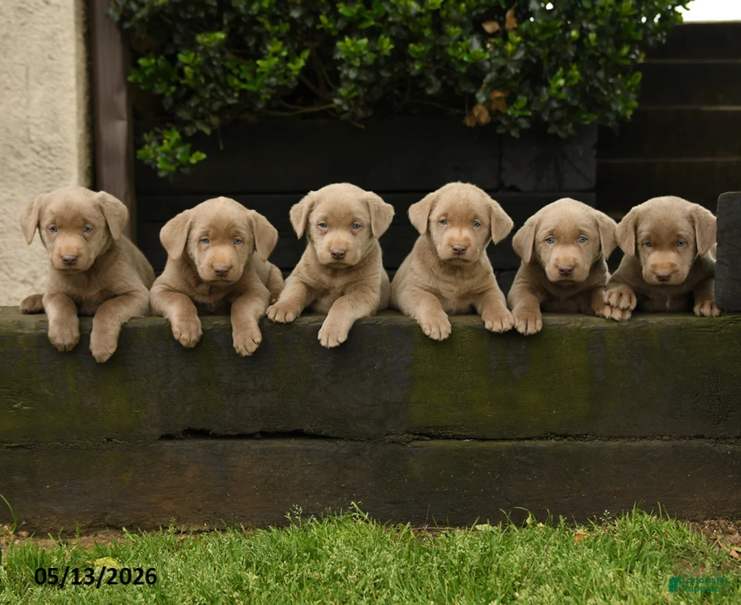 Labrador Retriever dogs for sale: Sterling - Ad 5