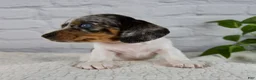 Miniature Dachshund dogs for sale: Hazel - Ad 4