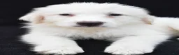 Great Pyrenees dogs for sale: Martha - Ad 4