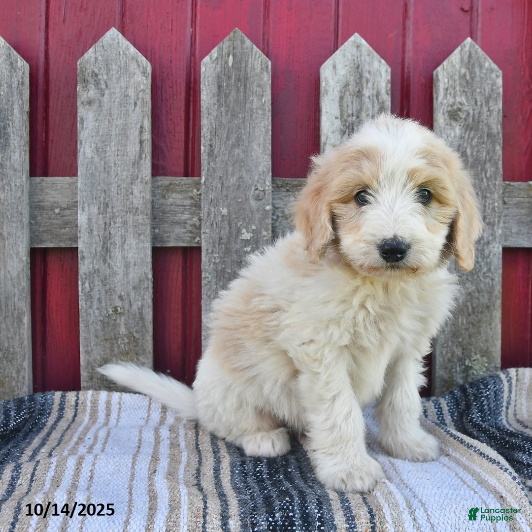 Bernedoodle dogs for sale: Boomer - Ad 14