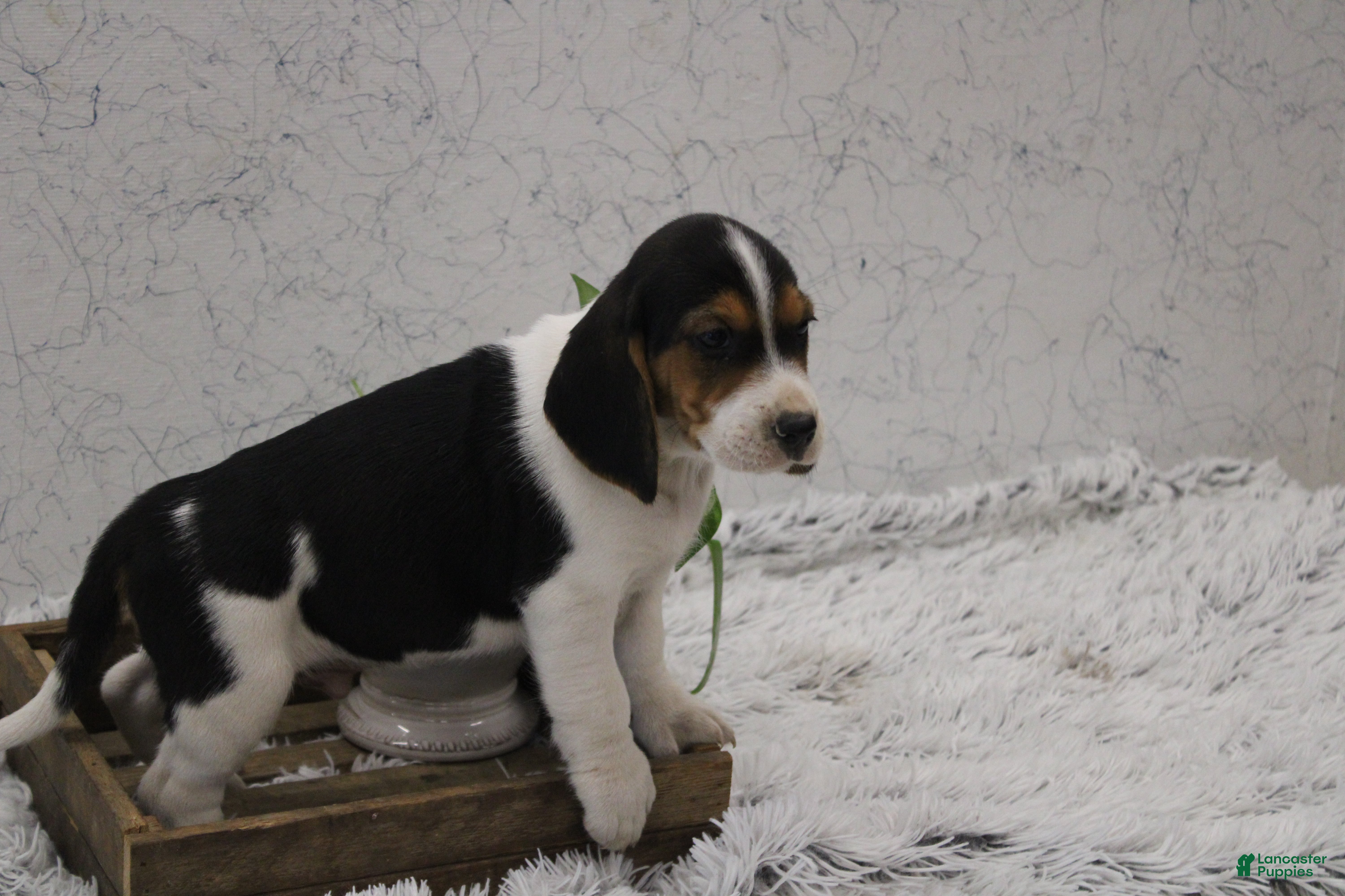 Beagle dogs for sale: Scippy - Ad 2