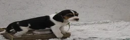 Beagle dogs for sale: Scippy - Ad 1