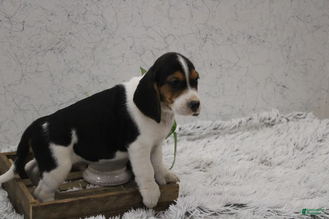 Beagle dogs for sale: Scippy - Ad 1
